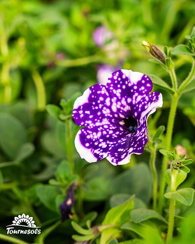 Gros plan sur un pétunia mauve, moucheté de jolie taches blanches
